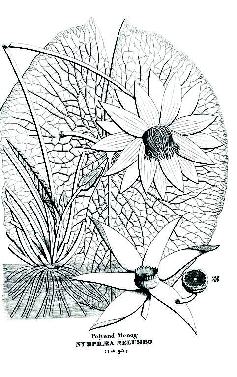 Nymphaea nelumbo