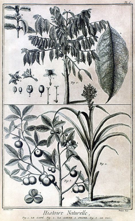 Encyclopédie - História Natural - café, cana-de-açúcar, chá